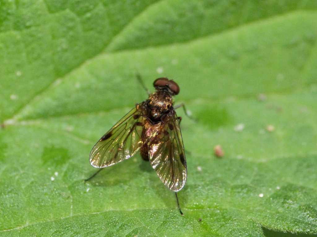 Ibisia sp.? No. maschio di Chrysopilus sp.